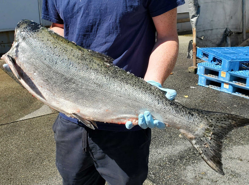 Fresh Wild BC Whole Red Spring Salmon (Gutted and Headed)